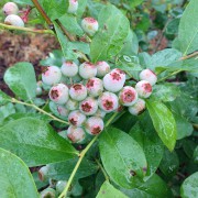 Blueberry with young fruit